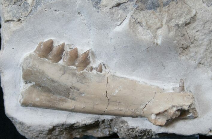 Leptomeryx Jaw Section In Matrix #16241